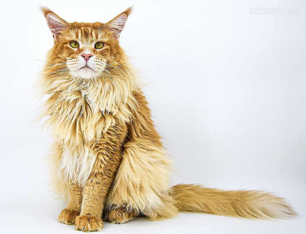 Wunderbar Main Coon Gewicht Bilder