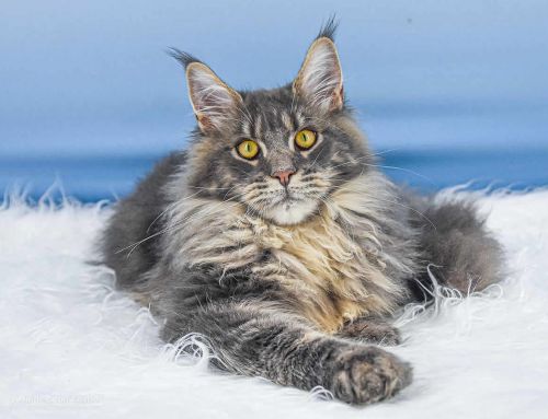 Buddy Junior of Maine Coon Castle