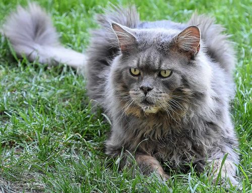 Buddy of Maine Coon Castle