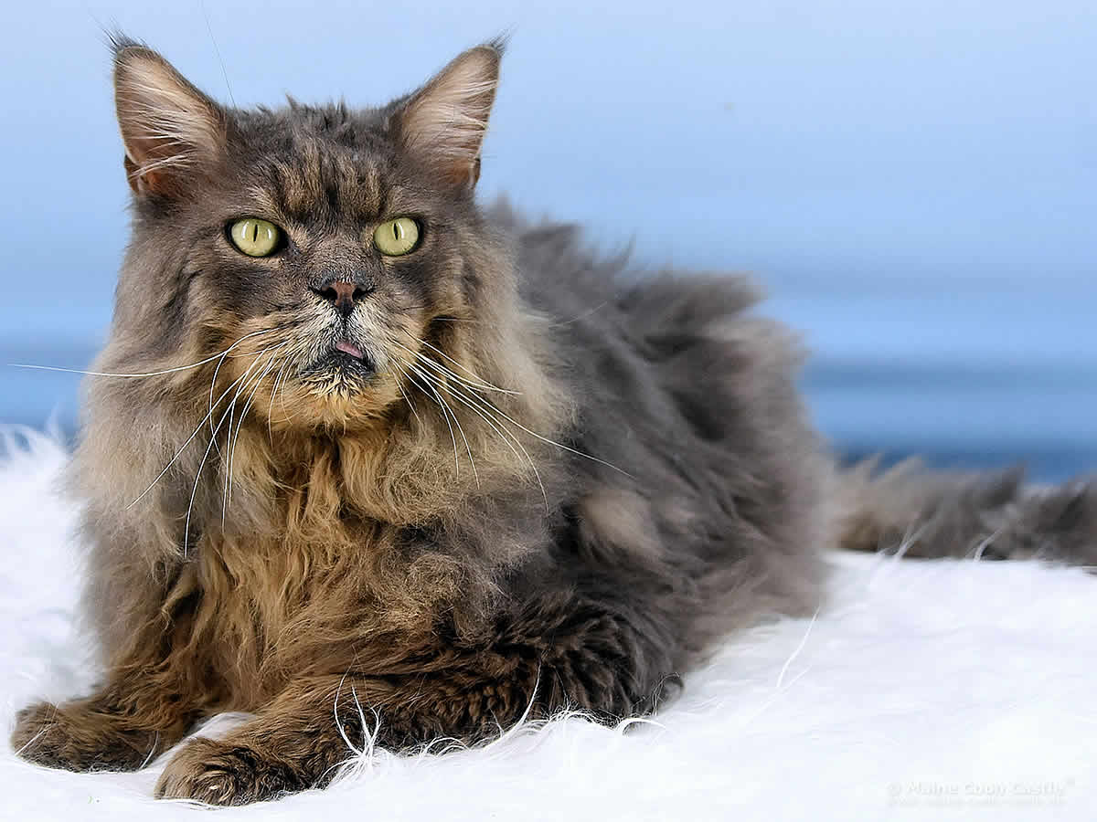 Maine Coon Kater Buddy of Maine Coon Castle 11 Jahre alt