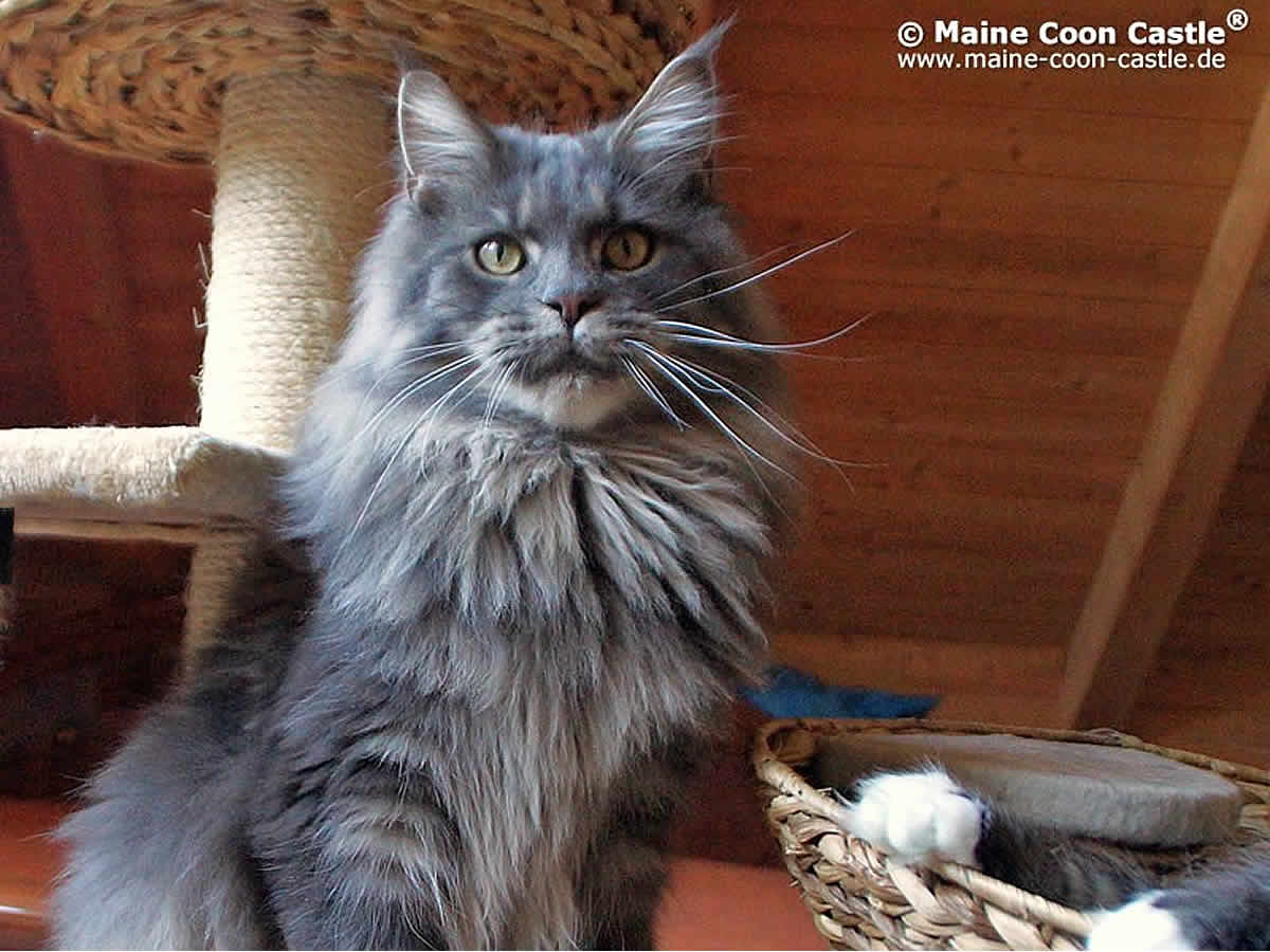Buddy of Maine Coon Castle 13 Monate