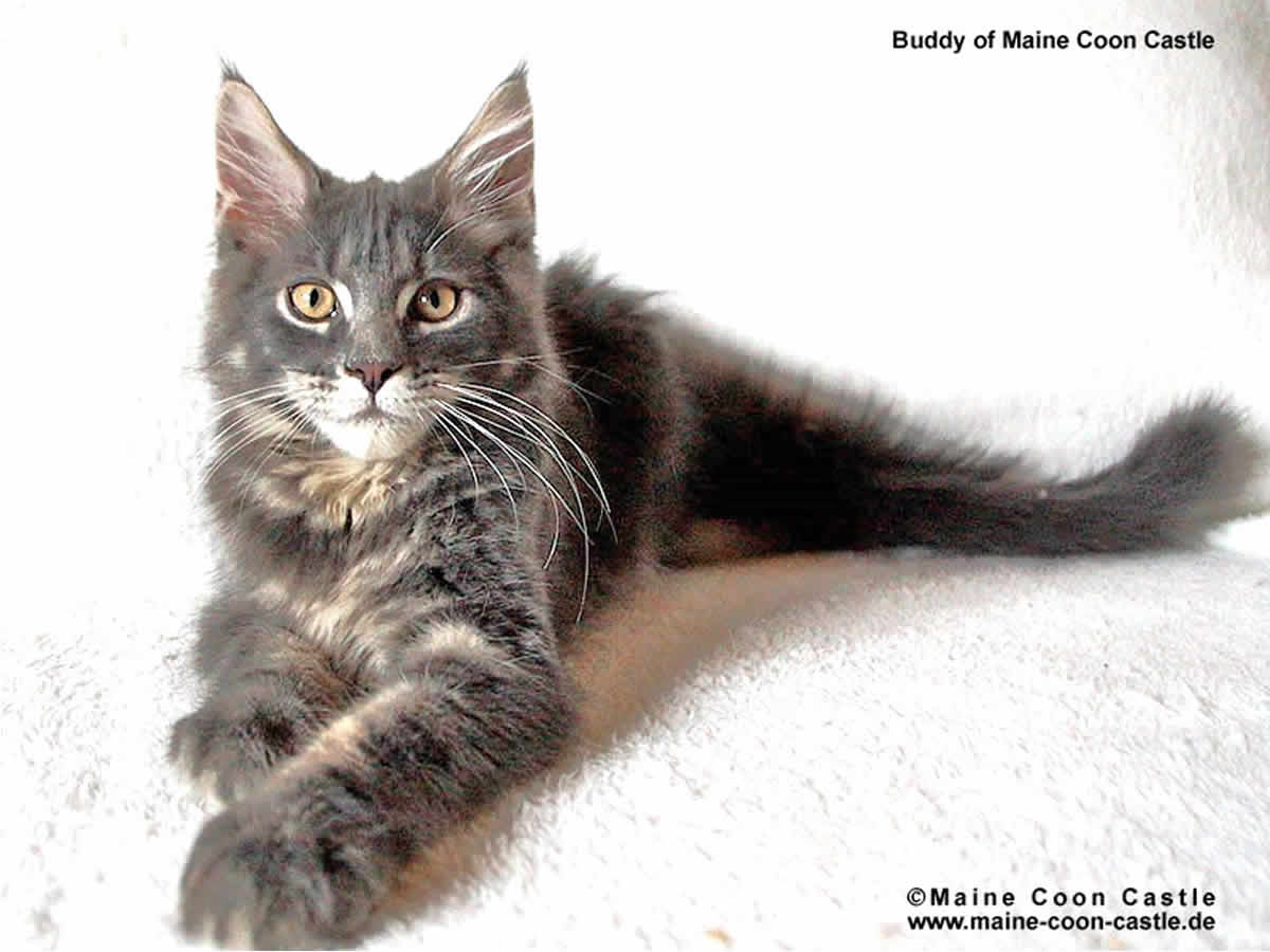 Buddy of Maine Coon Castle 14 Wochen