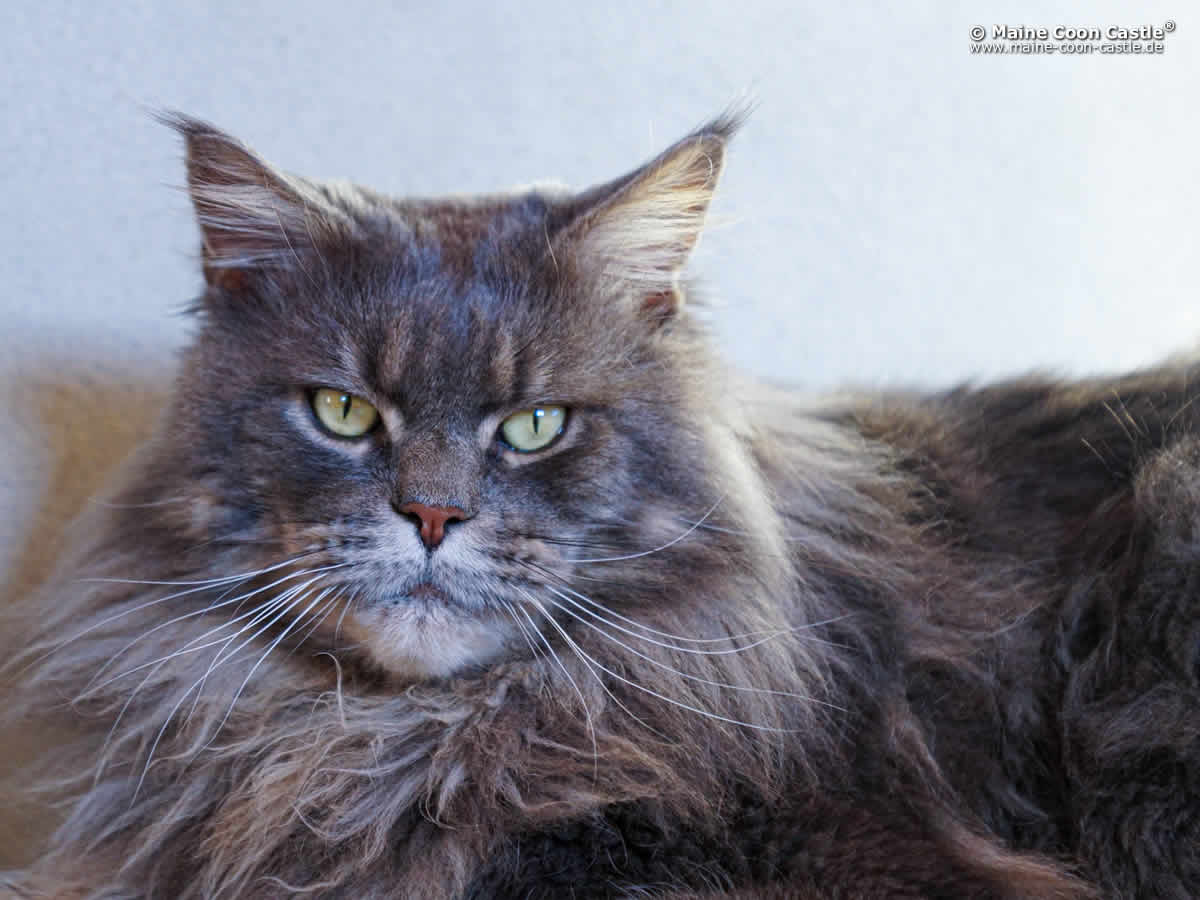 Buddy of Maine Coon Castle 2 Jahre 6 Monate
