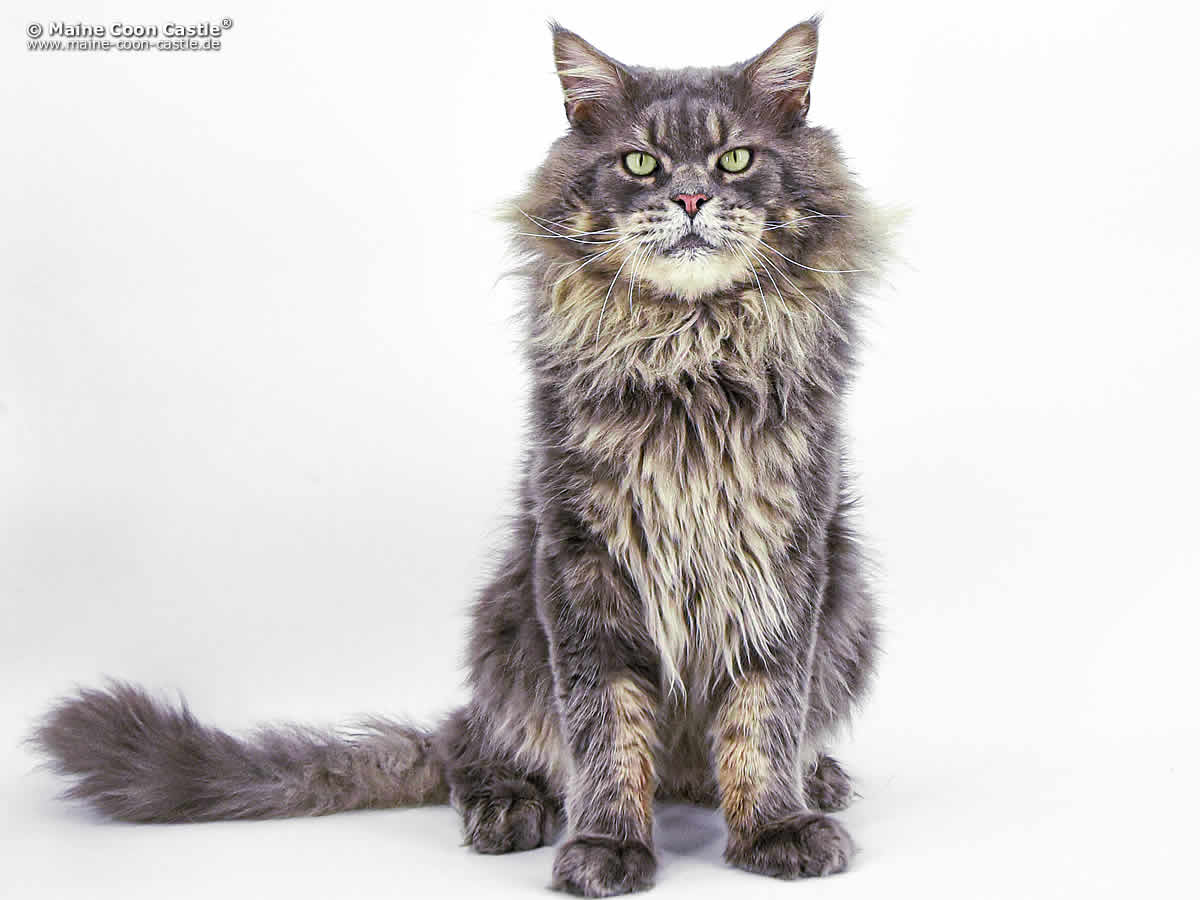 Maine Coon Kastrat Buddy of Maine Coon Castle 9 Jahre 2 Monate