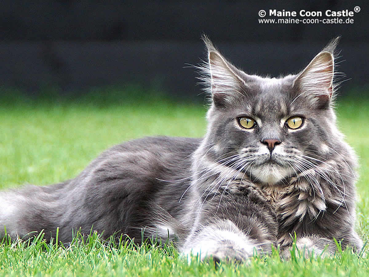 Buddy of Maine Coon Castle 9 Monate