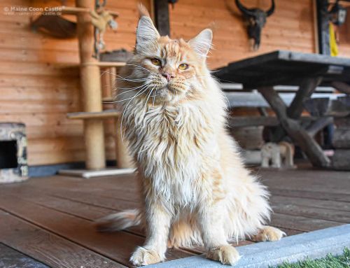 Dave of Maine Coon Castle