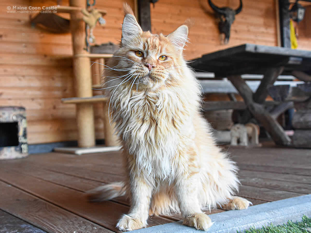 Maine Coon Kater Dave of Maine Coon castle 1 Jahr 4 Monate