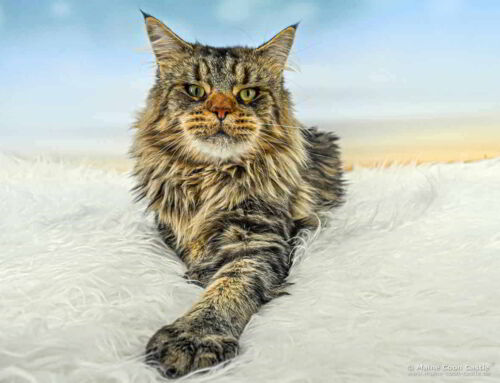 NightSilence Lion Heart NightSilence Lion Heart