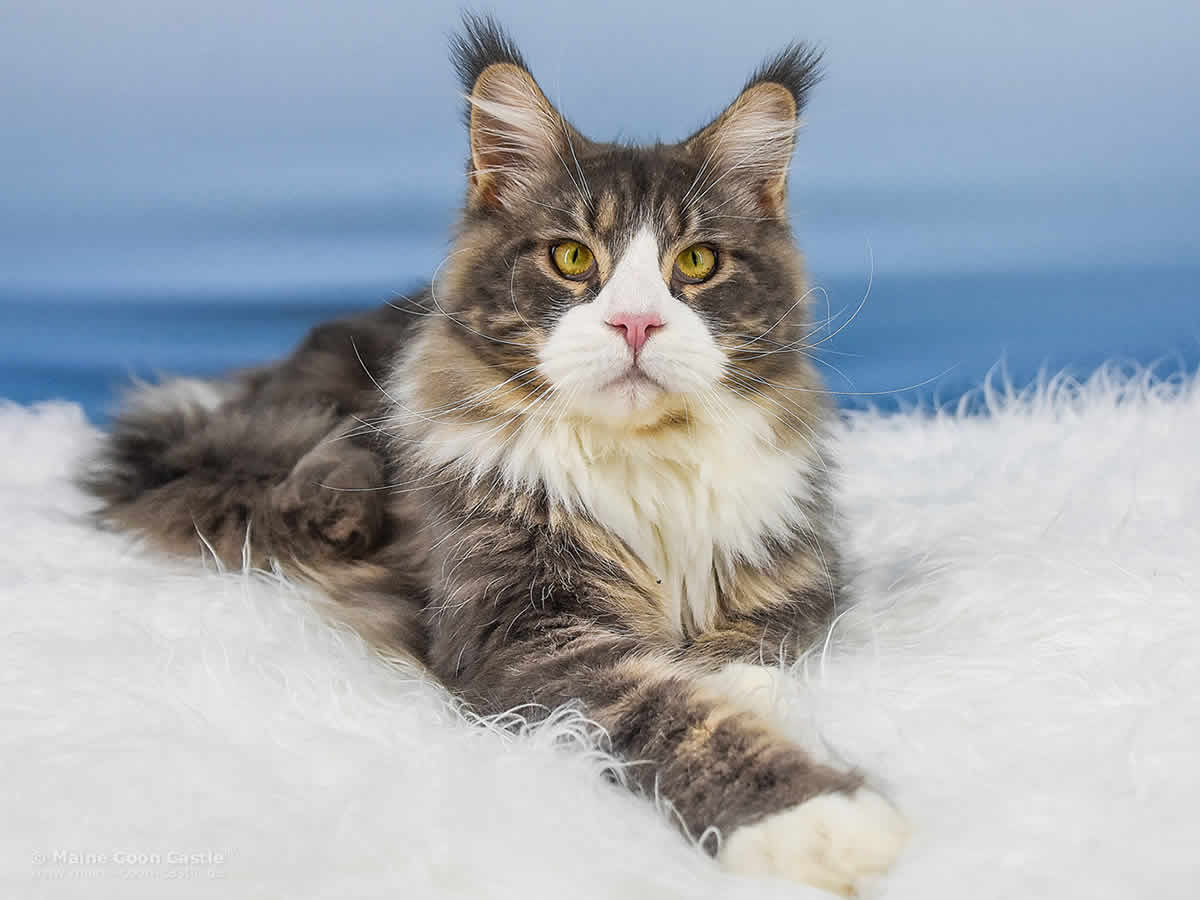 Maine Coon Kater Max of Maine Coon Castle 10 Monate alt