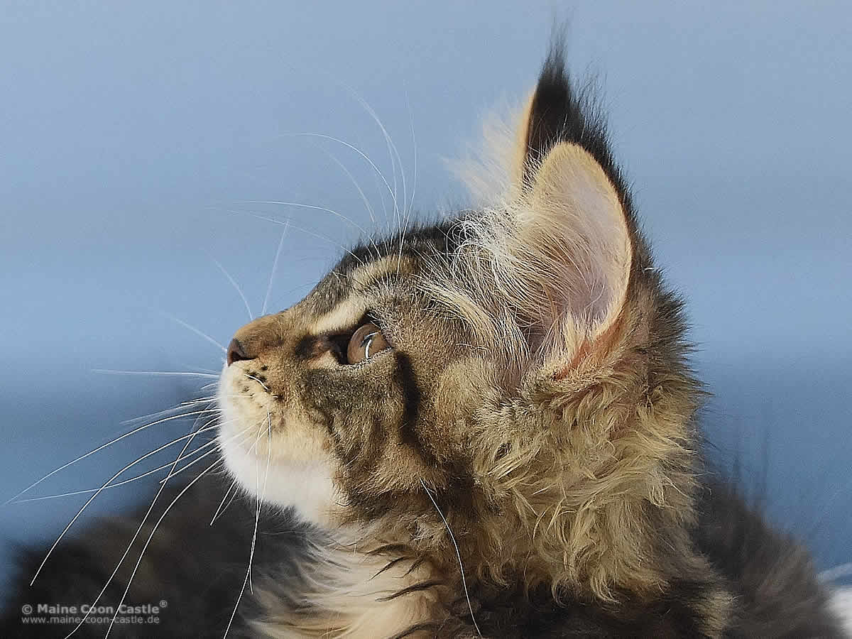 Maine Coon Kater Nick of Maine Coon Castle