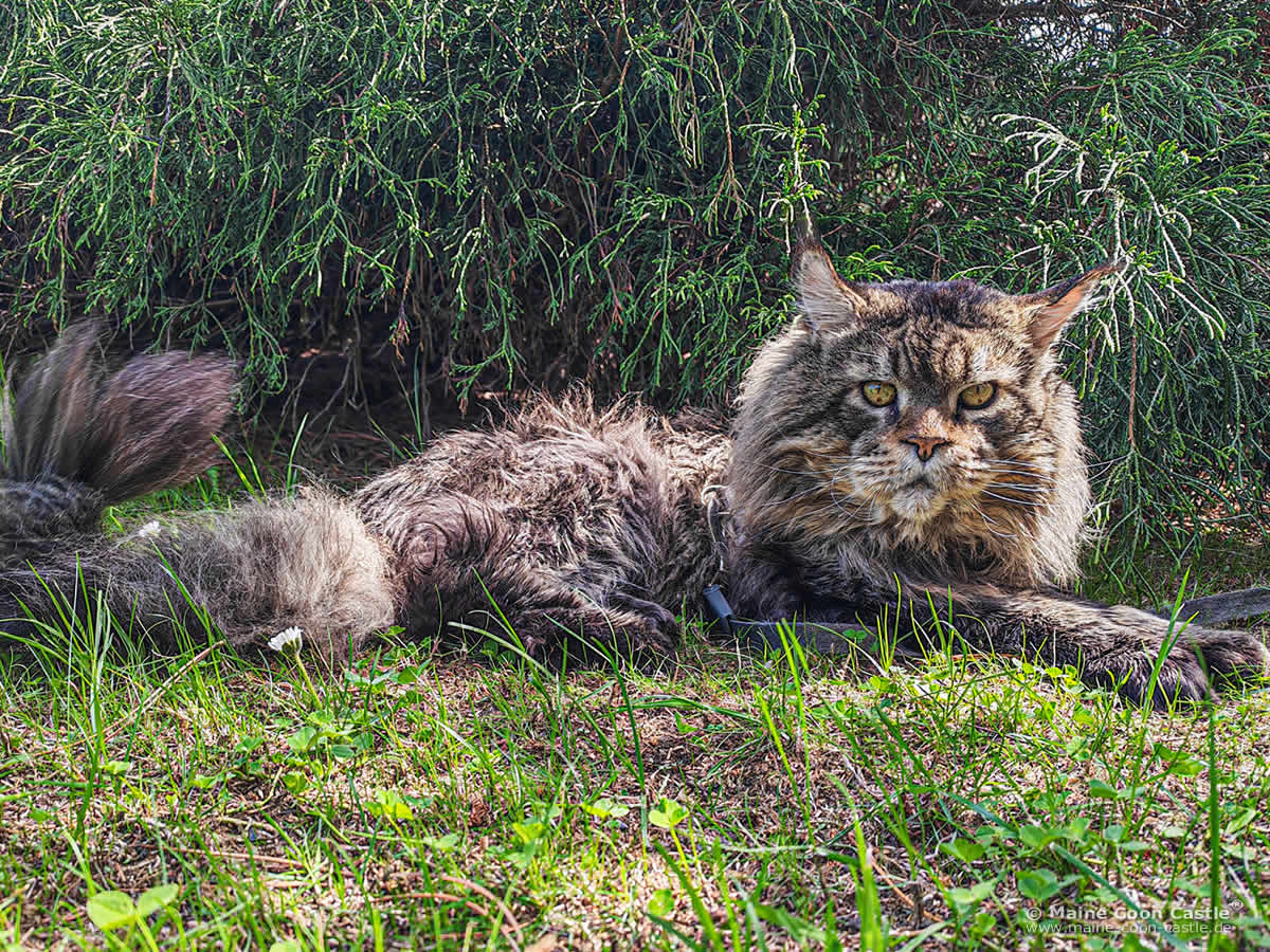 Yaron 14 Jahre alt Der berühmte XXL Maine Coon Kater Weltchampion Yaron 14 Jahre alt.