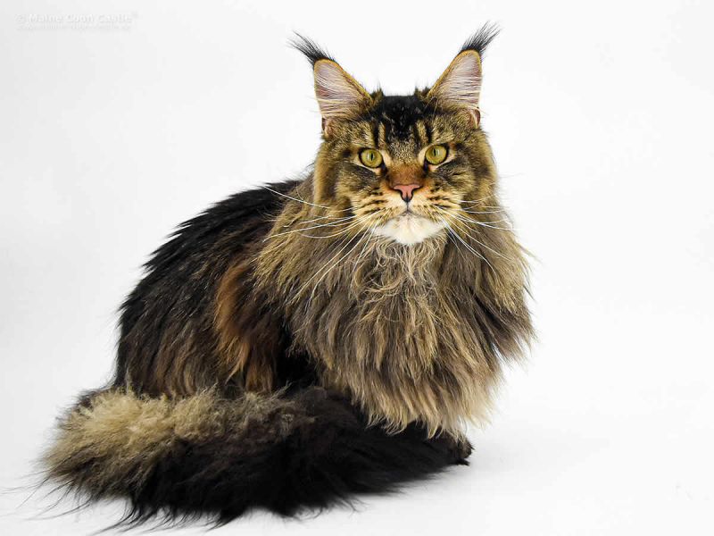 Maine Coon Kater Zeno Ein einzigartiger Kater in Bayern