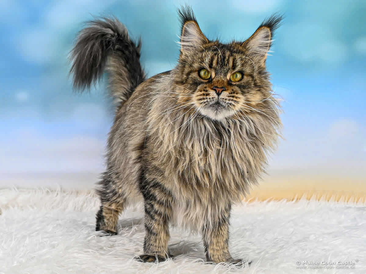 Maine Coon Katze Elea 4 Jahre und 3 Monate alt Maine Coon Katze Elea 4 Jahre und 3 Monate alt