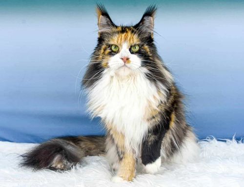 Elena of Maine Coon Castle Elena of Maine Coon Castle