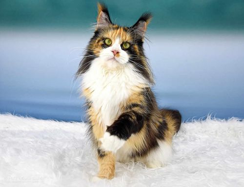 Elena of Maine Coon Castle