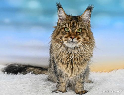 Evi of Maine Coon Castle Evi of Maine Coon Castle