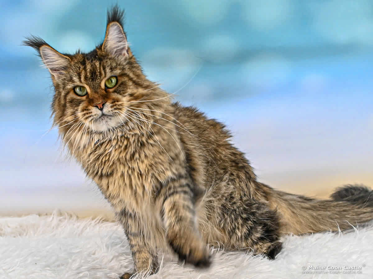 Evi 4 Jahre und 3 Monate alt Maine Coon Katze Evi 4 Jahre und 3 Monate alt