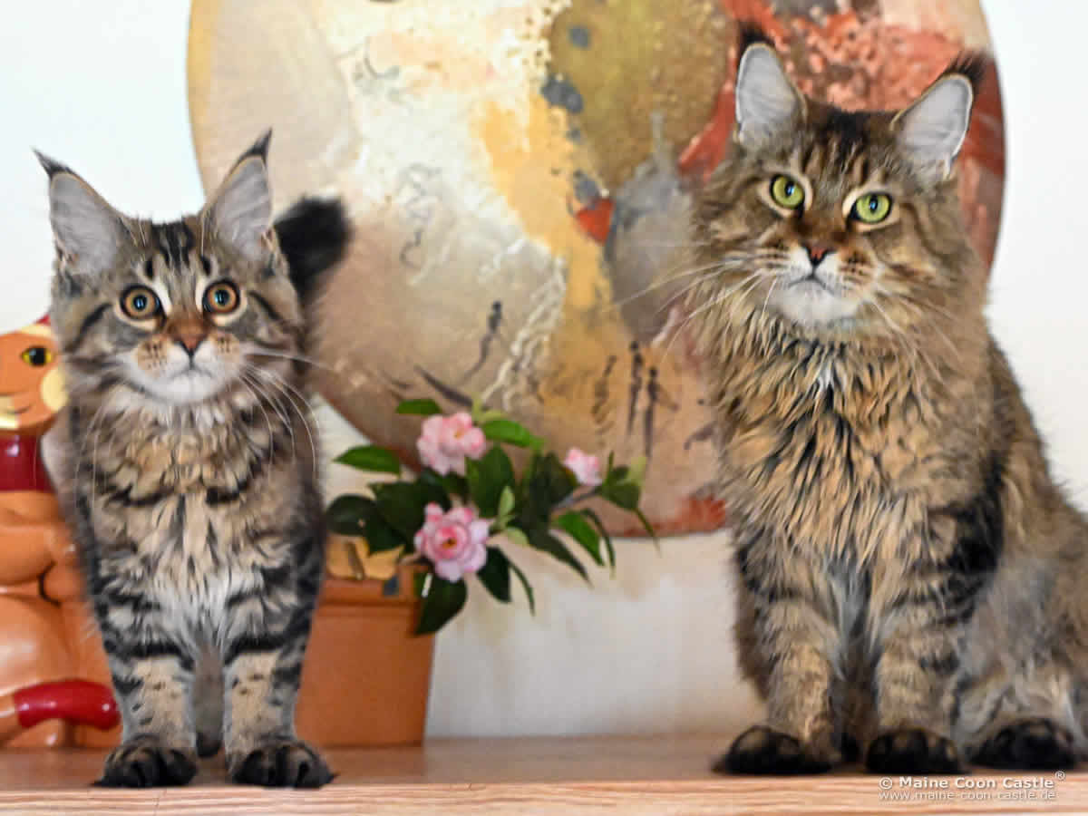 Maine Coon Kastratin Evi mit ihrer Tochter Fiona Maine Coon Kastratin Evi mit ihrer Tochter Fiona