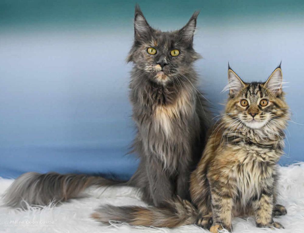 Wunderbar Mtze Fr Katzen Bilder