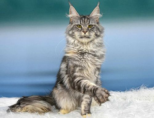 Kyra of Maine Coon Castle