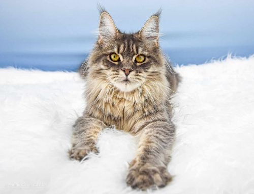 Lexy of Maine Coon Castle