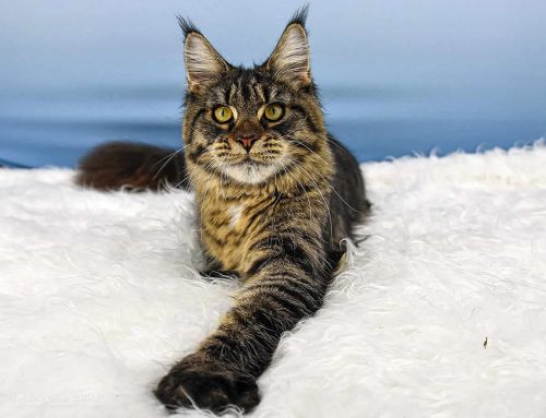 Lisa of Maine Coon Castle