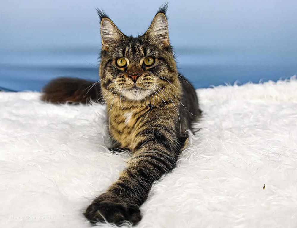 Wunderbar Mtze Fr Katzen Bilder