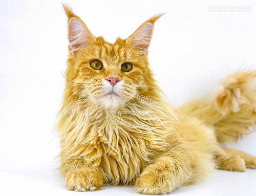 Nanny of Maine Coon Castle