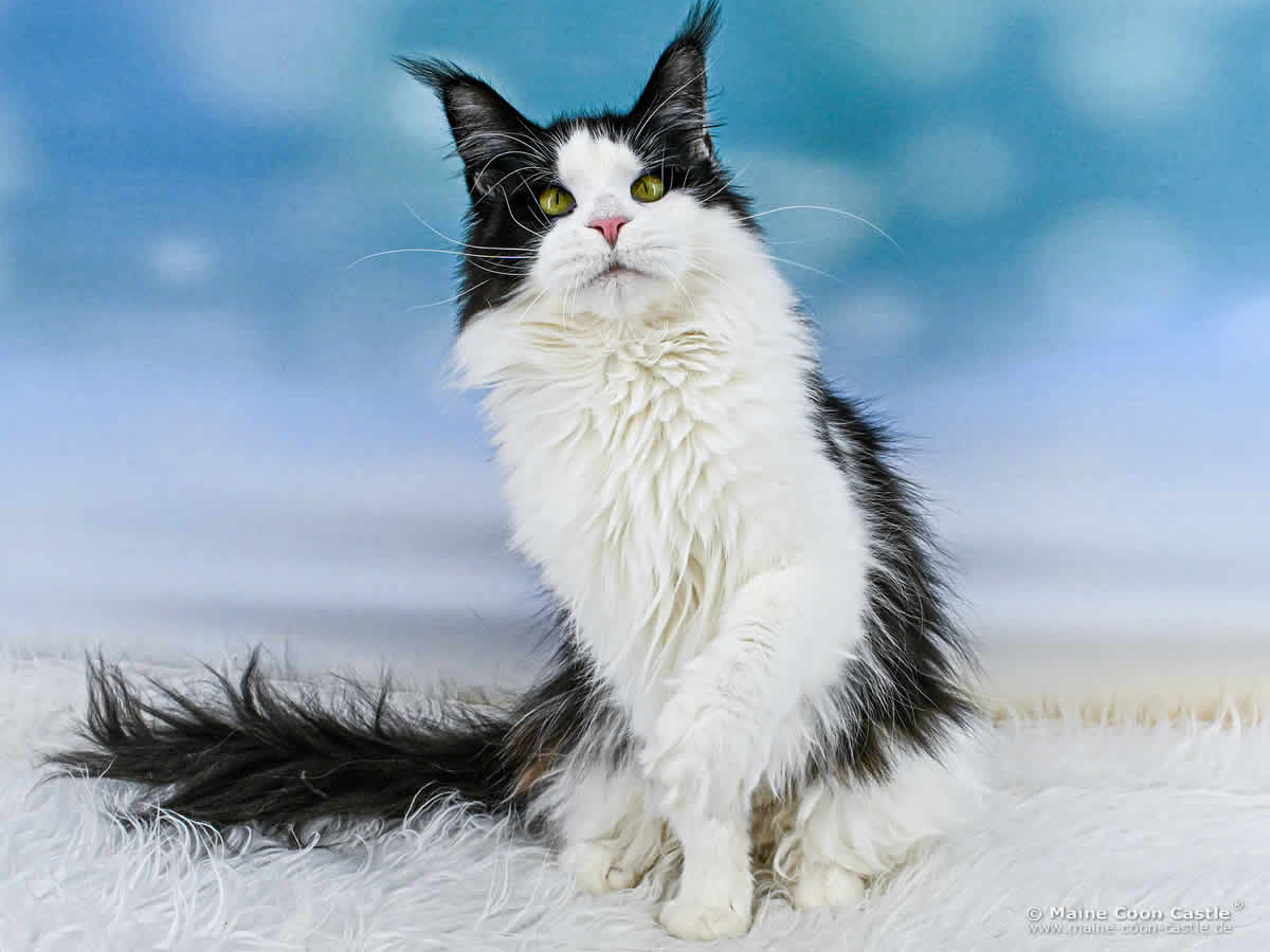 Maine Coon Katze Pepa 2 Jahre und 6 Monate alt Maine Coon Katze Pepa 2 Jahre und 6 Monate alt