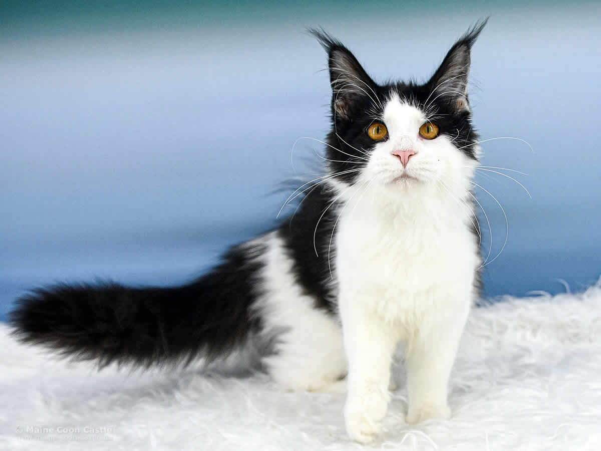 Maine Coon Katze Pepa 5 Monate alt