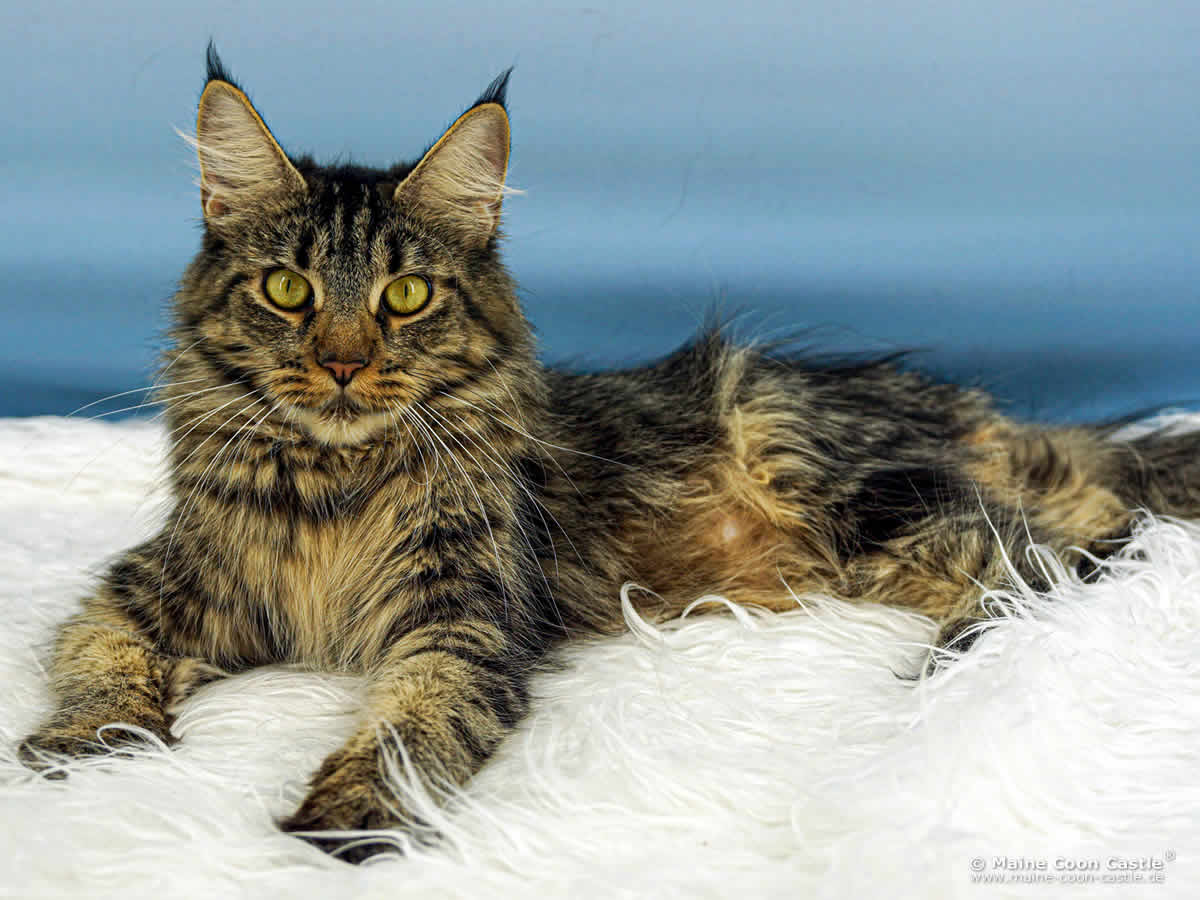 Maine Coon Katze Ula 1 Jahr und 4 Monate alt