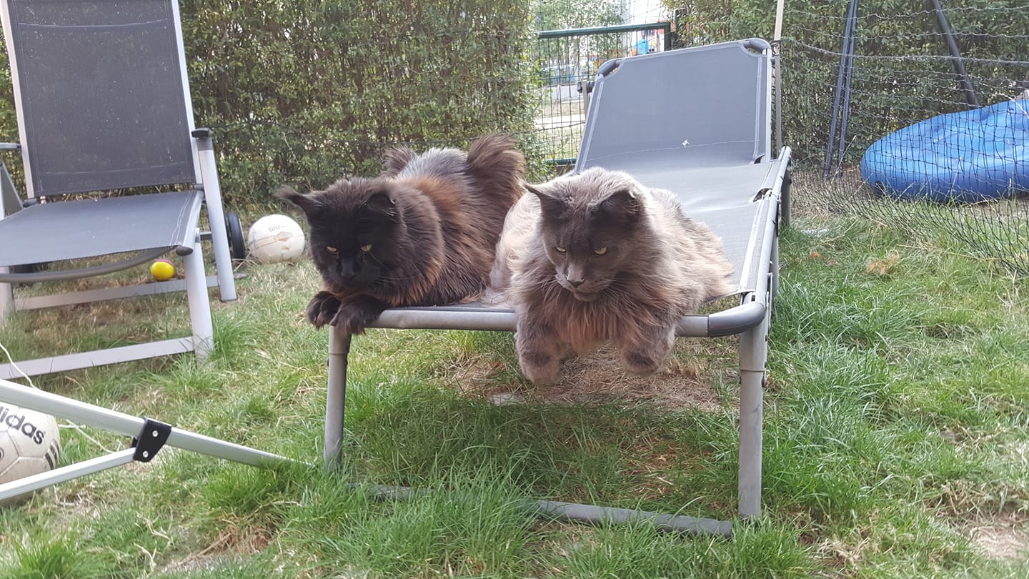 Kenzy und Paco of Maine Coon Castle