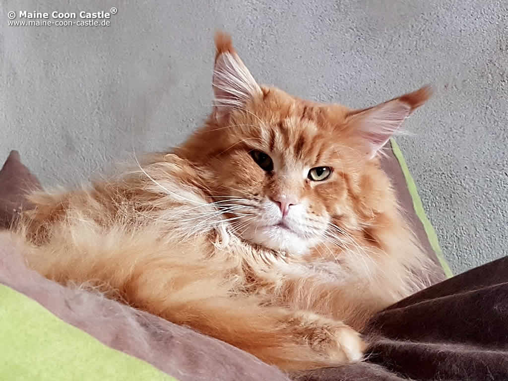 Andy 2 JAhre und 4 Monate alt Andy 2 JAhre und 4 Monate alt