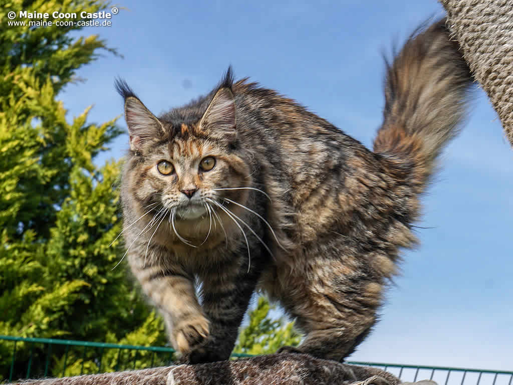 Coco 6 Monate alt Coco 6 Monate alt