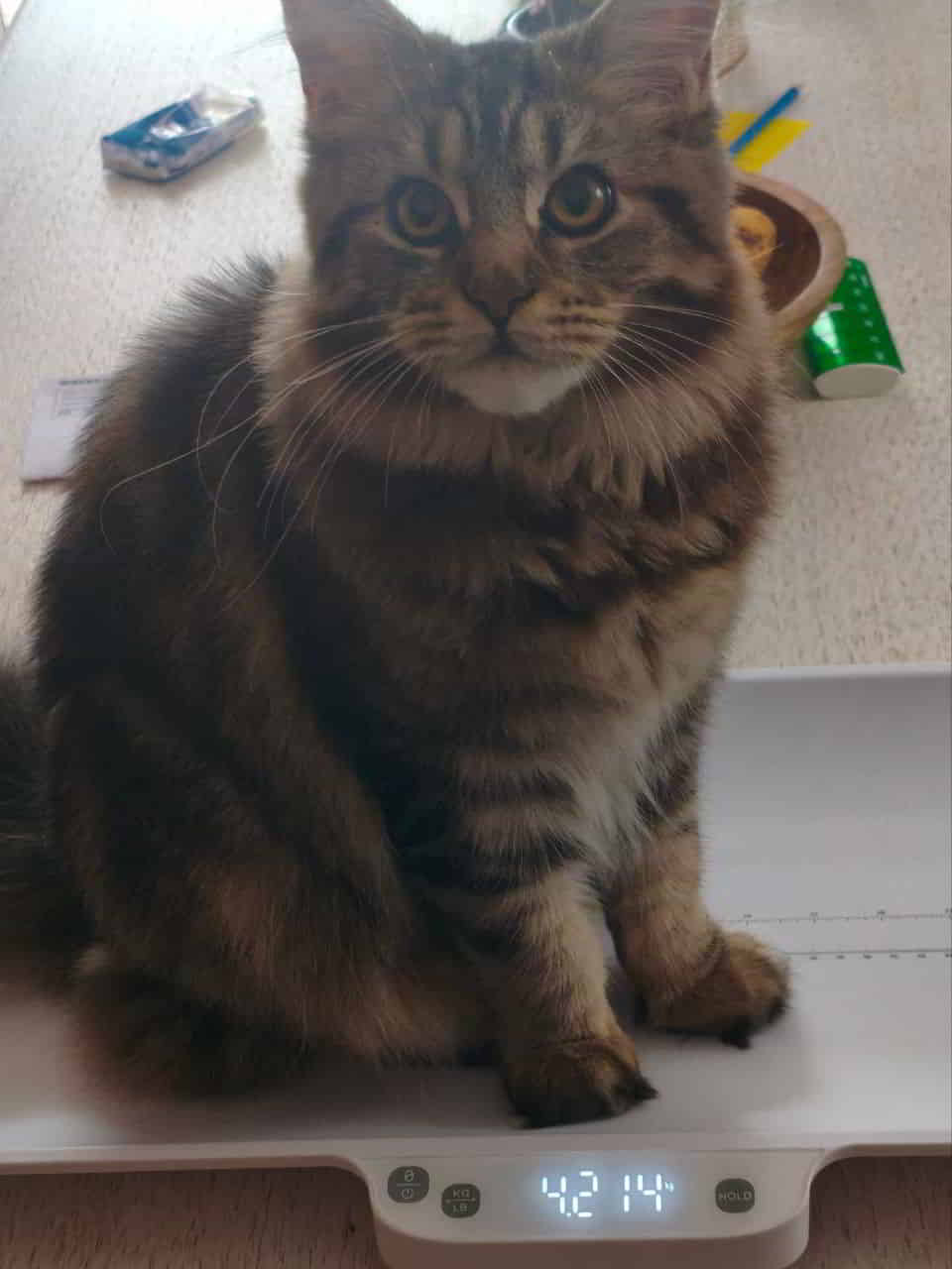 Daisys derzeitige Lieblingsbeschäftigung Daisys derzeitige Lieblingsbeschäftigung