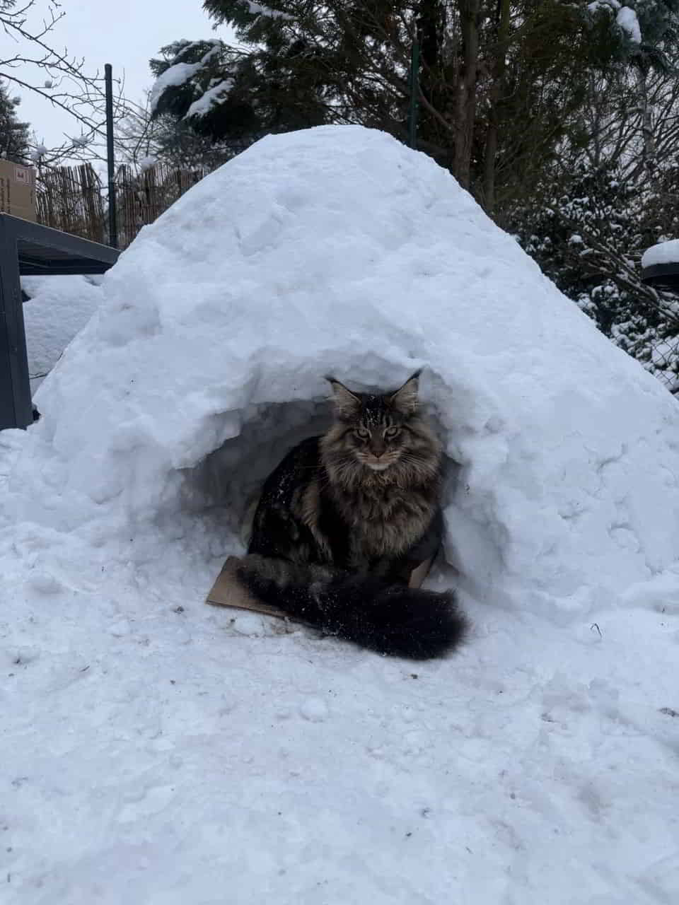 Das Iglo ist etwas zu klein für Enzo… Das Iglo ist etwas zu klein für Enzo…
