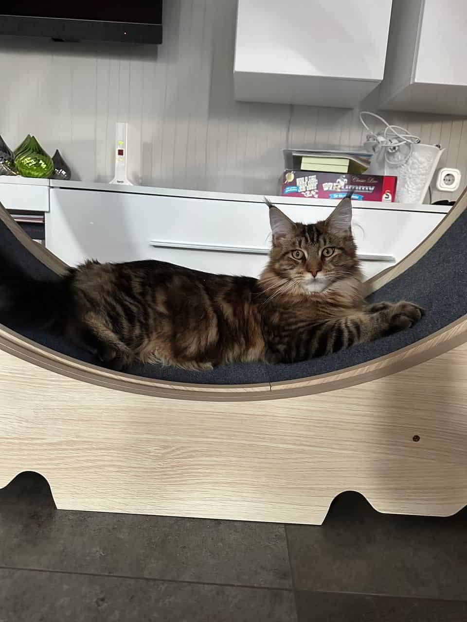 Dylan im Laufrad Dylan im Laufrad