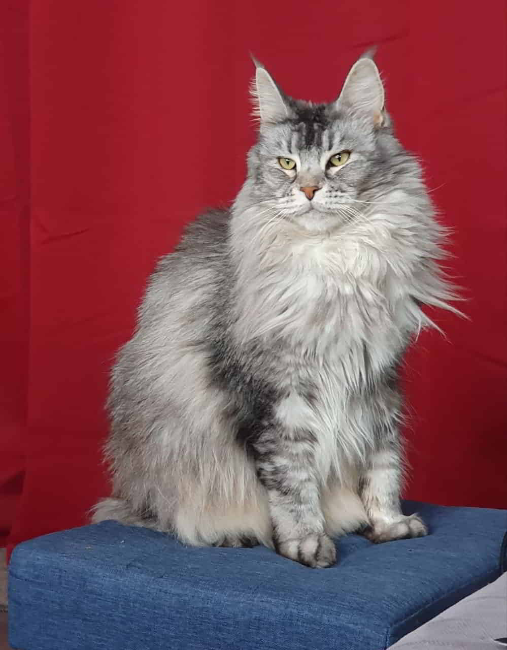 Franny 4 Jahre alt Franny 4 Jahre alt