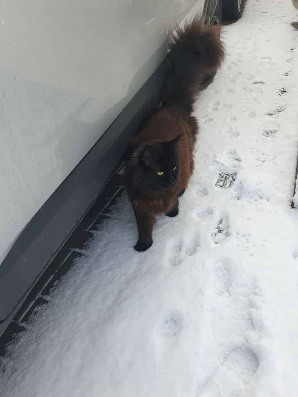 Hertha ist gut im Schnee zu erkennen Hertha ist gut im Schnee zu erkennen