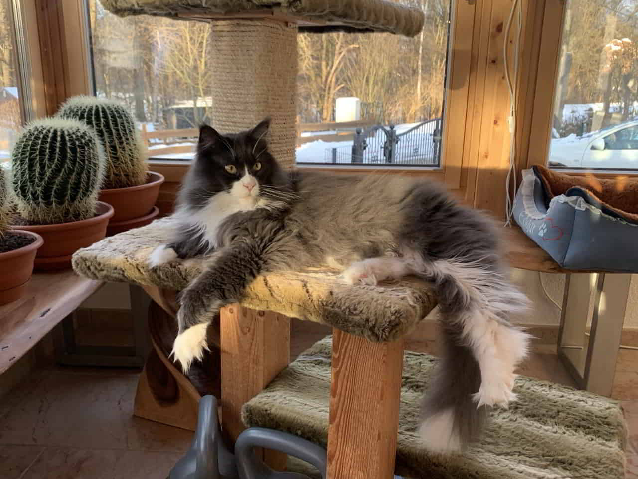 Meine süße Molly Meine süße Molly