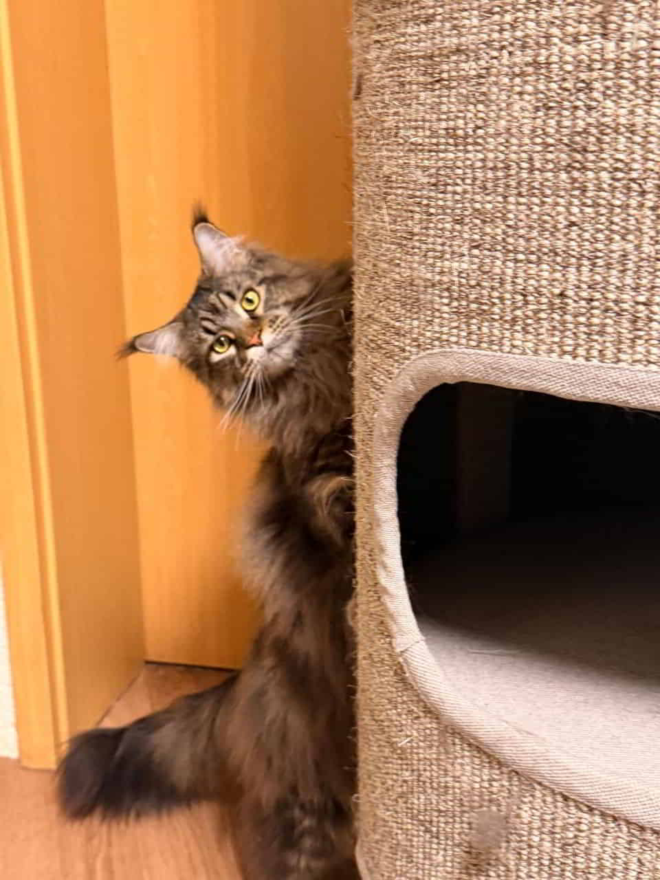 Peppo Wir wünschen euch allen viel Glück. Gesundheit und immer ein wohliges Schnurren Peppo Wir wünschen euch allen viel Glück. Gesundheit und immer ein wohliges Schnurren