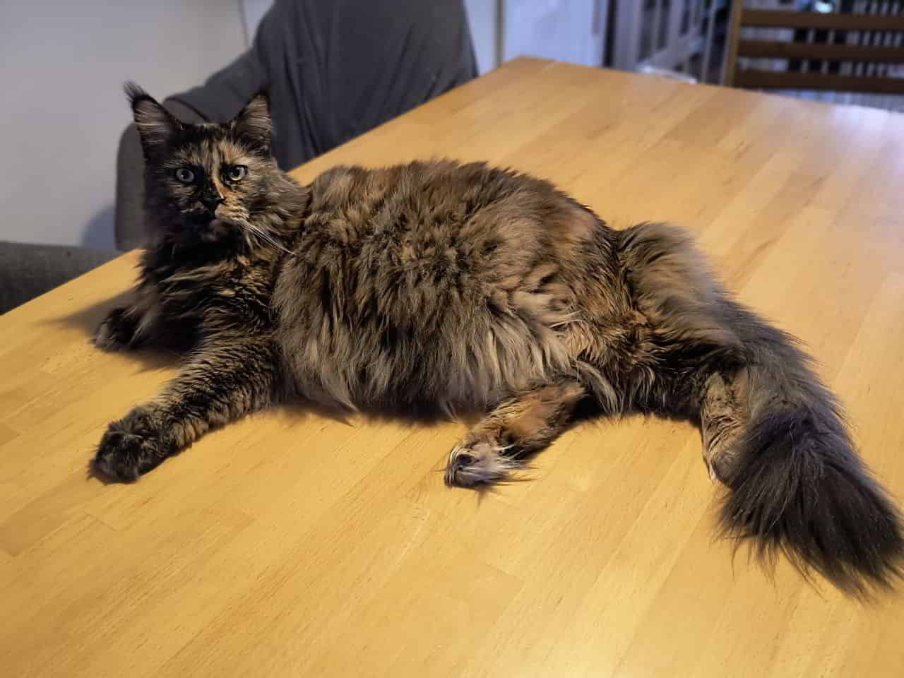 Pummeline Jutta Pummeline Jutta