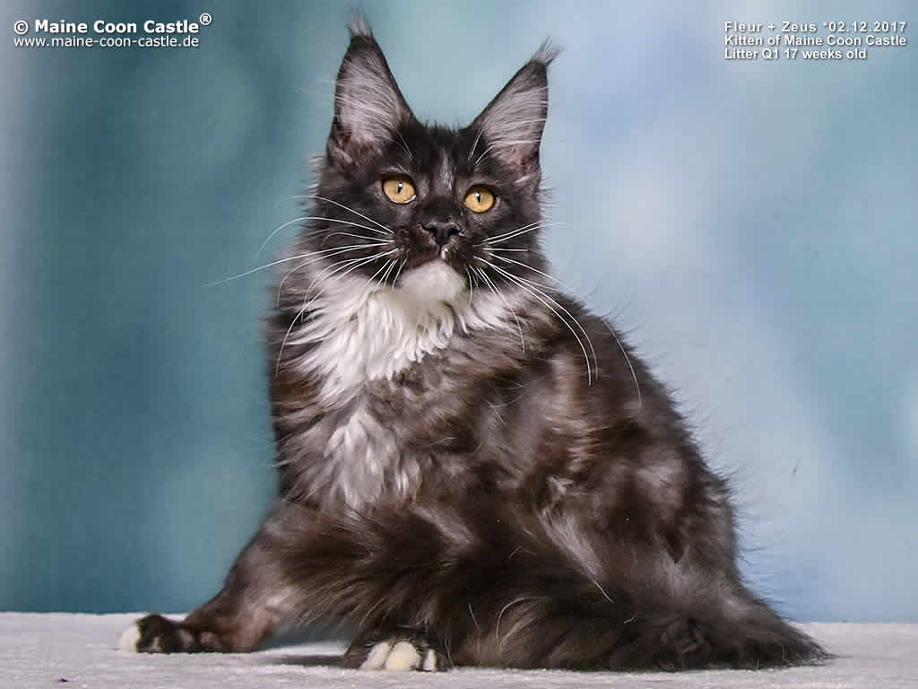 Quinton 18 Wochen alt Quinton 18 Wochen alt