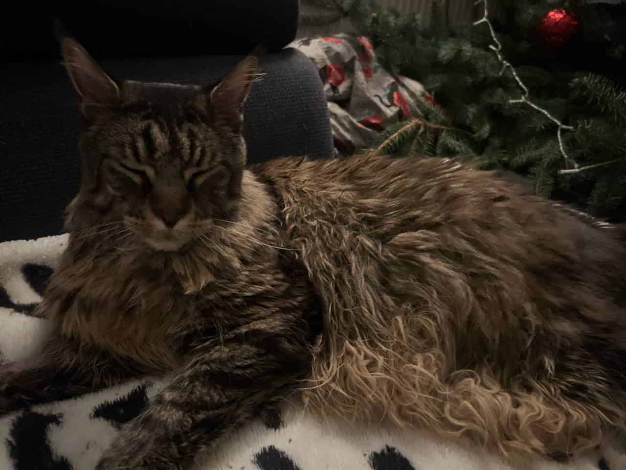 Volker ist müde Volker ist müde