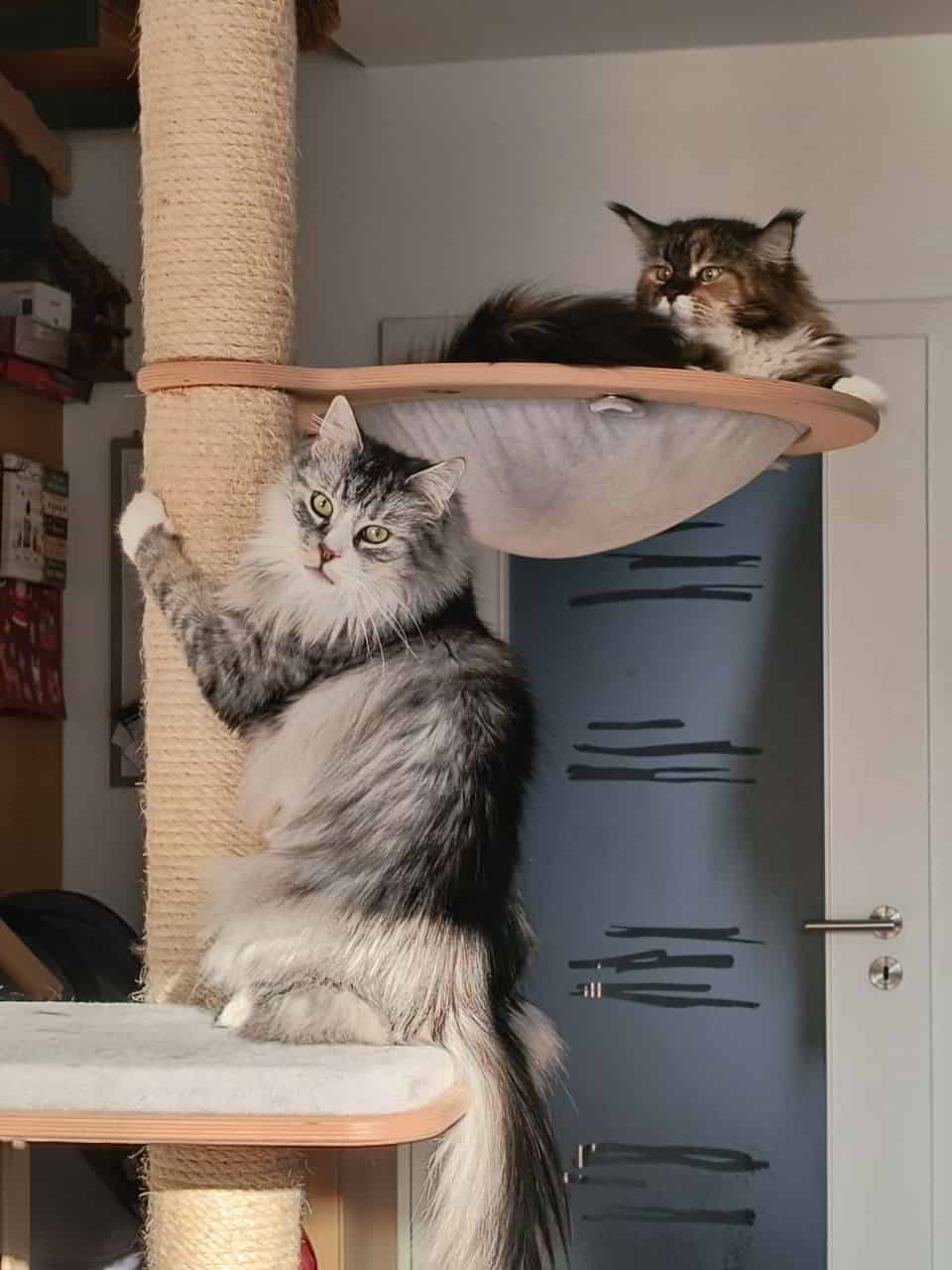 Wilma und Henry Wilma und Henry