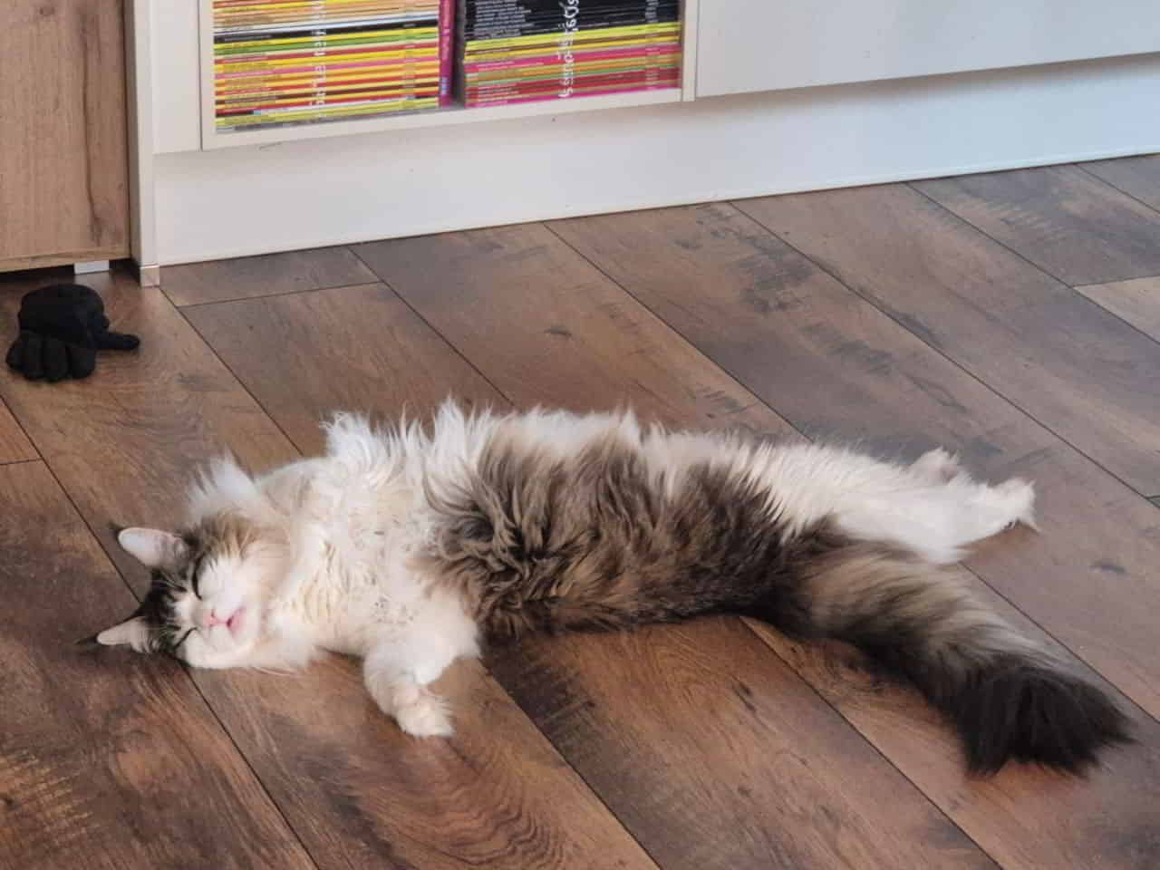 Winni im Traumland Winni im Traumland