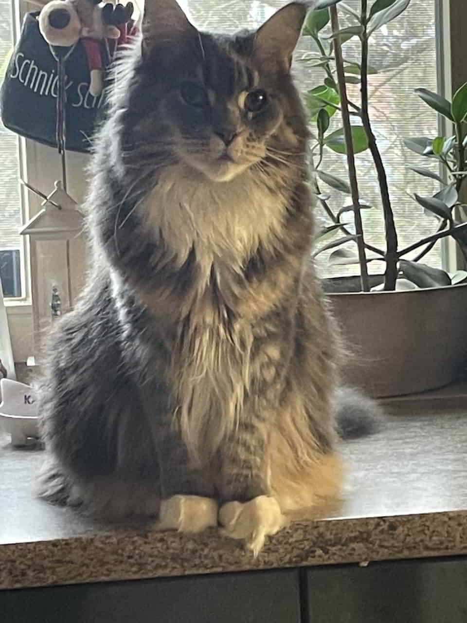 Xavier, Xira und Xola feiern heute 5. Geburtstag 1 Xavier, Xira und Xola feiern heute 5. Geburtstag 1