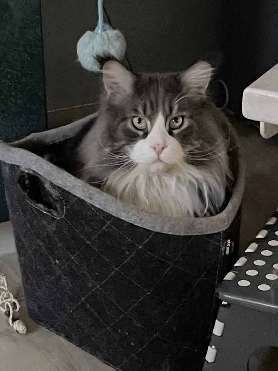 Alles Gute zum Geburtstag. Max gratuliert stellvertretend ganz herzlich für das MCC Chapter Weißwasser.