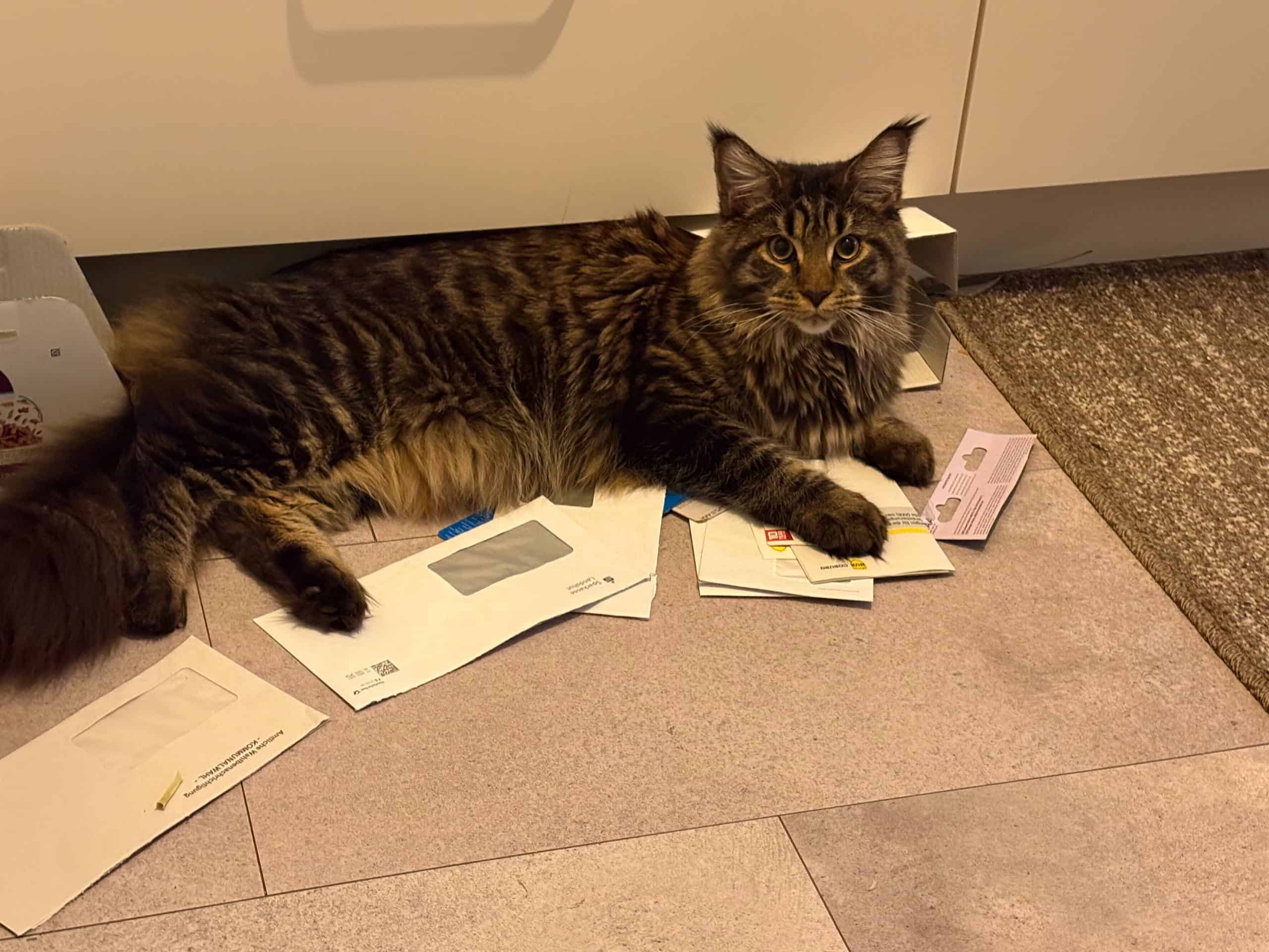 Bobbie of Maine Coon Castle