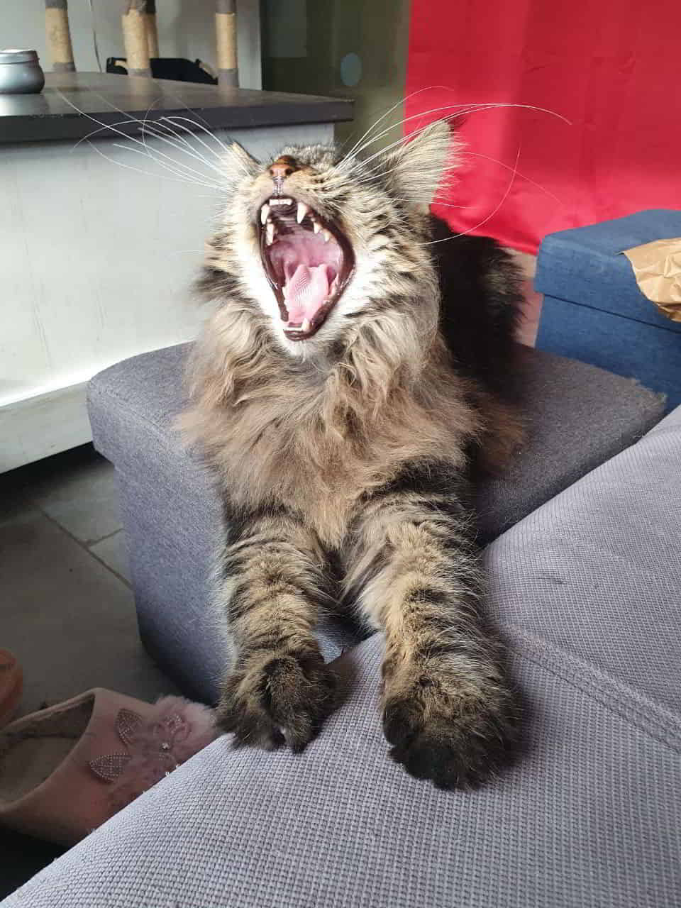 Easy Ich bin ein großer Löwe